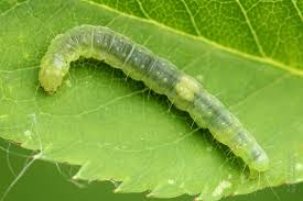 Attēlu rezultāti vaicājumam “Pandemis”