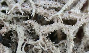 Attēlu rezultāti vaicājumam “Evernia mesomorpha”