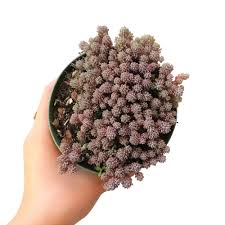 Attēlu rezultāti vaicājumam “Sedum hispanicum fruit”