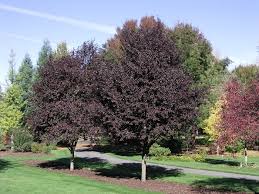 Attēlu rezultāti vaicājumam “Prunus cerasifera”