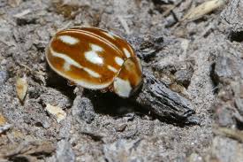 Attēlu rezultāti vaicājumam “Myzia oblongoguttata”