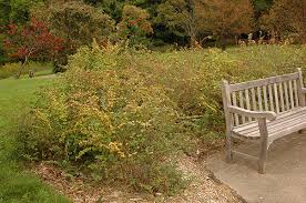 Attēlu rezultāti vaicājumam “Symphytocarpus impexus”