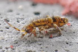 Attēlu rezultāti vaicājumam “Orchesella sp.”