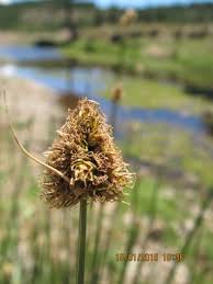 Attēlu rezultāti vaicājumam “Carex diandra”
