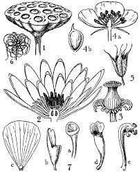 Attēlu rezultāti vaicājumam “Nymphaeaceae”
