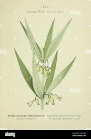 Attēlu rezultāti vaicājumam “Polygonatum verticillatum leaf”