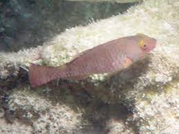 Image result for Sparisoma cretense