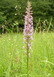 Attēlu rezultāti vaicājumam “Gymnadenia conopsea fruit”
