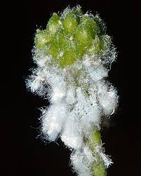 Attēlu rezultāti vaicājumam “Thecabius affinis”