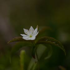 Attēlu rezultāti vaicājumam “Trientalis europaea bud”