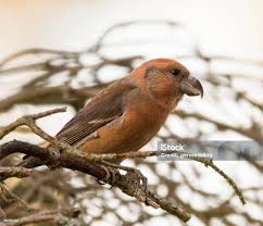 Attēlu rezultāti vaicājumam “Loxia pytyopsittacus”