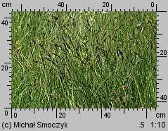 Attēlu rezultāti vaicājumam “Carex hartmanii”