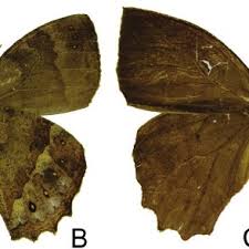 Attēlu rezultāti vaicājumam “Lopinga achine upperside”