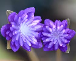 Attēlu rezultāti vaicājumam “Hepatica nobilis flower”