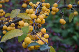 Attēlu rezultāti vaicājumam “Malus x zumi”