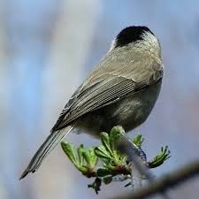 Attēlu rezultāti vaicājumam “Sylvia atricapilla”