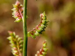 Attēlu rezultāti vaicājumam “Rumex acetosa bud”