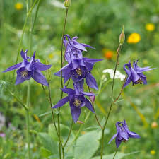 Image result for Aquilegia