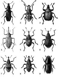 Attēlu rezultāti vaicājumam “Platystomos albinus”