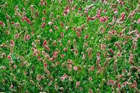 Image result for Sanguisorba officinalis