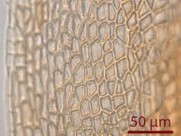 Attēlu rezultāti vaicājumam “Pogonatum urnigerum macro”