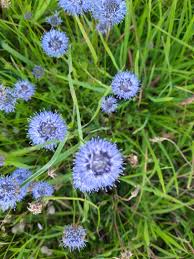 Attēlu rezultāti vaicājumam “Jasione montana”