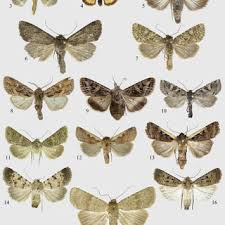 Attēlu rezultāti vaicājumam “Noctuidae”