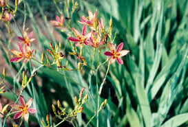 Image result for Pardancanda norrisii