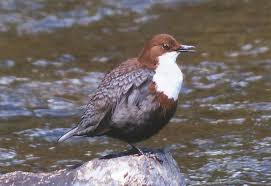 Attēlu rezultāti vaicājumam “Cinclus cinclus”