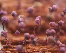 Attēlu rezultāti vaicājumam “Cribraria purpurea plasmodium”