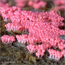 Attēlu rezultāti vaicājumam “Hemitrichia decipiens”