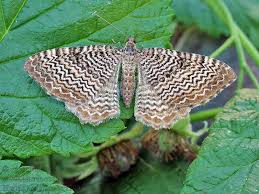 Attēlu rezultāti vaicājumam “Hydria undulata”