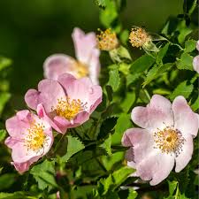 Attēlu rezultāti vaicājumam “xComagaria rosea”