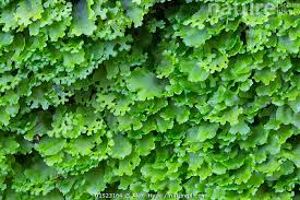 Attēlu rezultāti vaicājumam “Pellia endiviifolia”