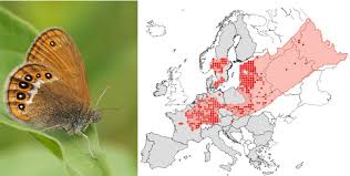 Attēlu rezultāti vaicājumam “Coenonympha hero”