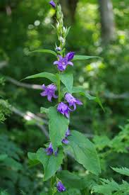 Attēlu rezultāti vaicājumam “Campanula latifolia”