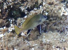 Image result for Sciaena umbra