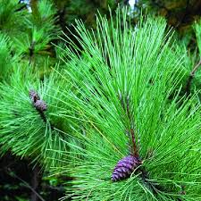 Attēlu rezultāti vaicājumam “Pinus”