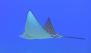 Image result for Aetobatus narinari