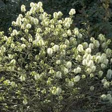 Attēlu rezultāti vaicājumam “Fothergilla major”