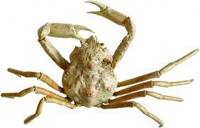 Image result for Hyas coarctatus