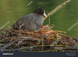 Attēlu rezultāti vaicājumam “Fulica atra nest”