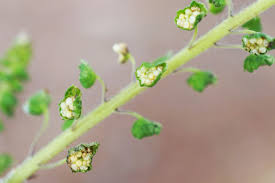 Attēlu rezultāti vaicājumam “Ambrosia artemisiifolia bud”