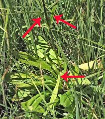Attēlu rezultāti vaicājumam “Swertia perennis leaf”