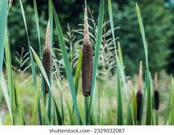Attēlu rezultāti vaicājumam “Typhaceae”