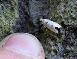 Attēlu rezultāti vaicājumam “Phalonidea permixtana”