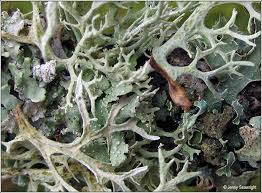 Attēlu rezultāti vaicājumam “Evernia prunastri”