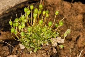 Attēlu rezultāti vaicājumam “Physcomitrium pyriforme”