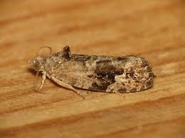 Attēlu rezultāti vaicājumam “Eudemis porphyrana”