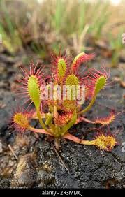 Attēlu rezultāti vaicājumam “Drosera anglica flower”